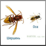 Осы и Шершни